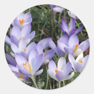 Sticker Rond crocus violets