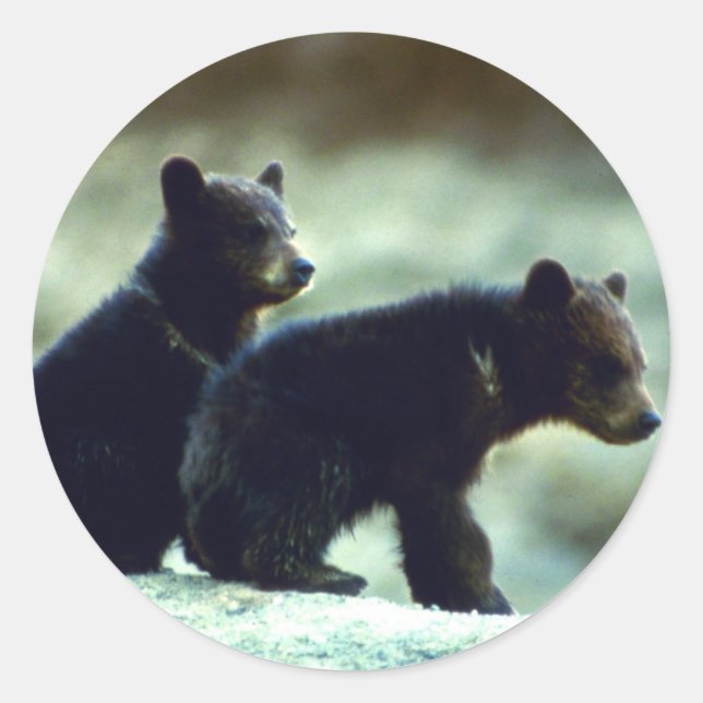 Sticker Rond Cubes de l'ours noir (Devant)
