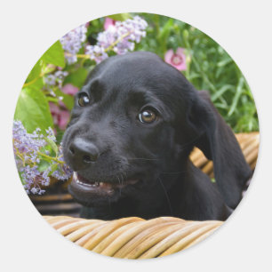 Sticker Rond Cuisine Black Labrador Retriever Chien Chiot Chiot