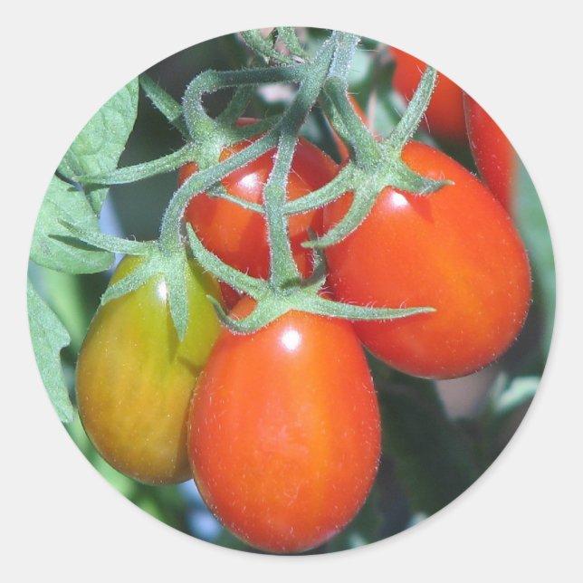 Sticker Rond Cultiver la tomate (Devant)