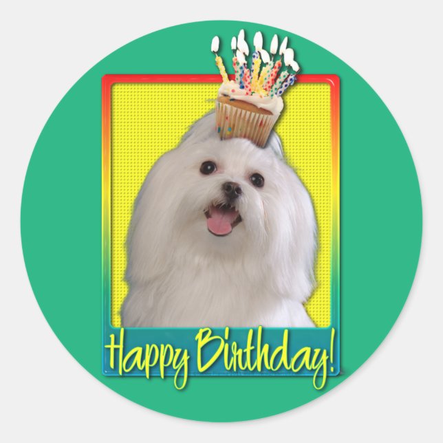 Sticker Rond Cupcake d'anniversaire - Maltais (Devant)