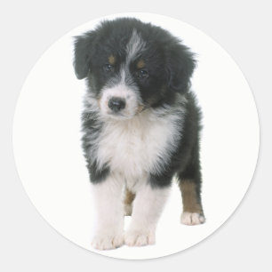 Sticker Rond Cute Aussie Chiot Amoureux des chiens Australian S