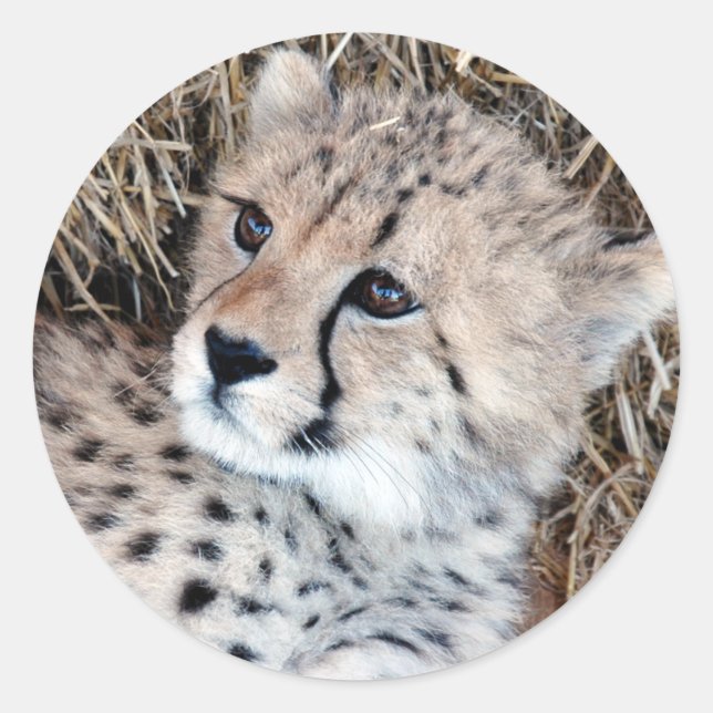 Sticker Rond Cute Cheetah Cub Photo (Devant)