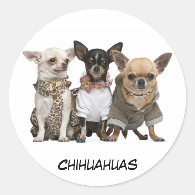 Sticker Rond Cute Chihuahuas (Devant)