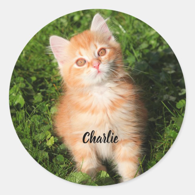 Sticker Rond Cute Fluffé Orange Tabby Chat Kitten (Devant)