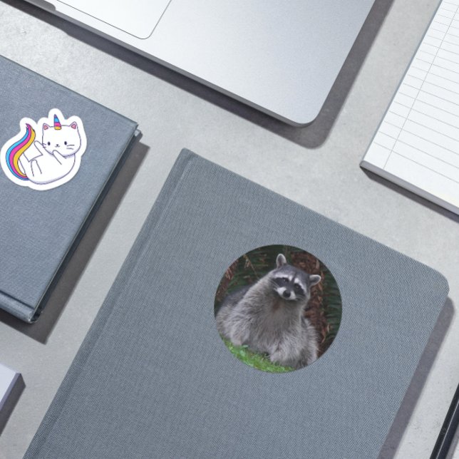 Sticker Rond Cute Forest Raccoon Photo Faune (In Situ)