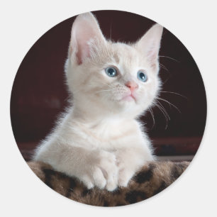 Sticker Rond Cute Kittens