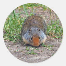 Cute Prairie Dog Photo de la faune