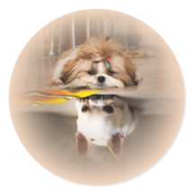 Cute shih tzu et chihuahua