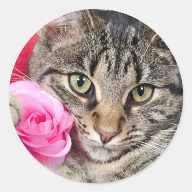 Sticker Rond Cute Tabby Chat Avec Rose (Devant)