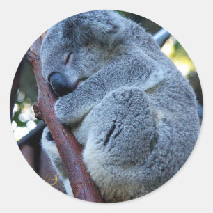 Sticker Rond Cutie Pie Koala