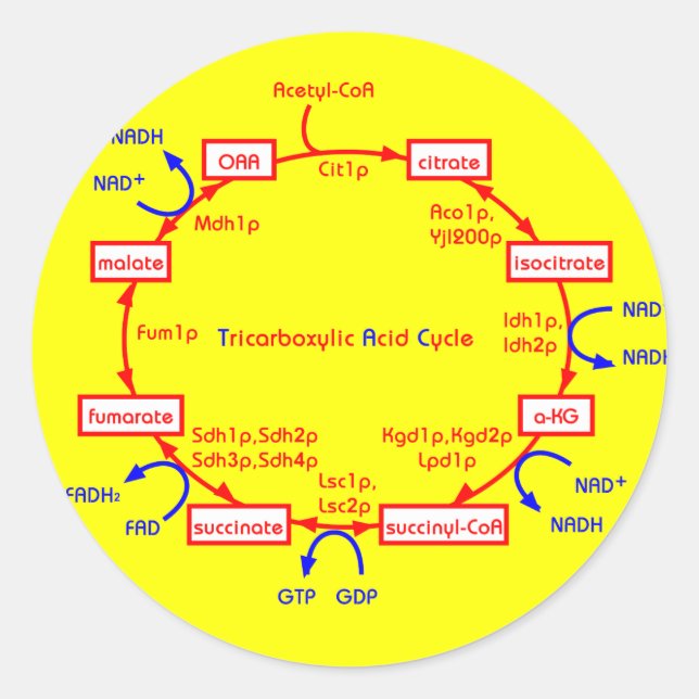 Sticker Rond cycle acide tricarboxylique (Devant)