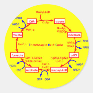 Sticker Rond cycle de l'acide tricarboxylique