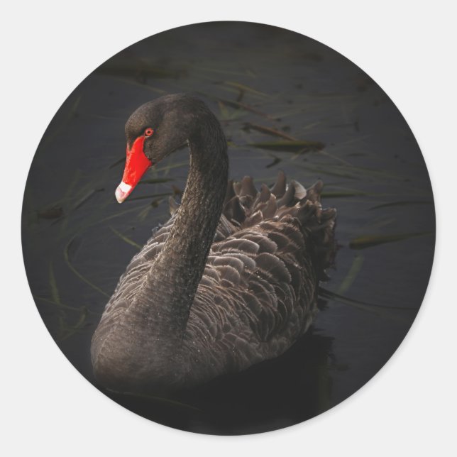 Sticker Rond Cygne noir (Devant)