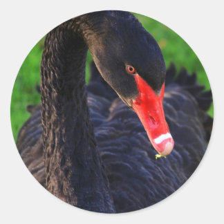 Sticker Rond Cygne noir australien