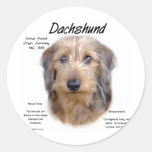 Sticker Rond Dachshund (cheveux filaires)