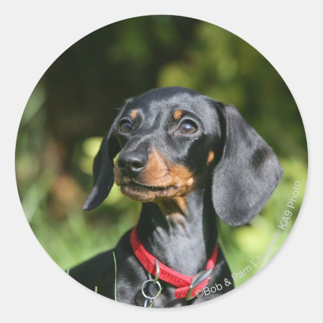 Sticker Rond Dachshund miniature à poil lisse 3 (Devant)