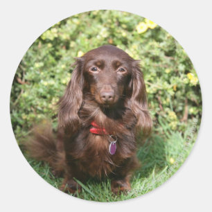 Sticker Rond Dachshund miniature Brown aux cheveux longs