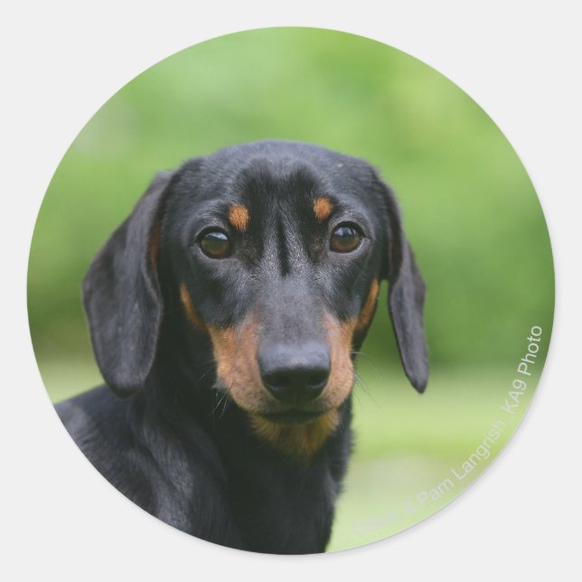 Sticker Rond Dachshund noir et tan Miniture 1 (Devant)