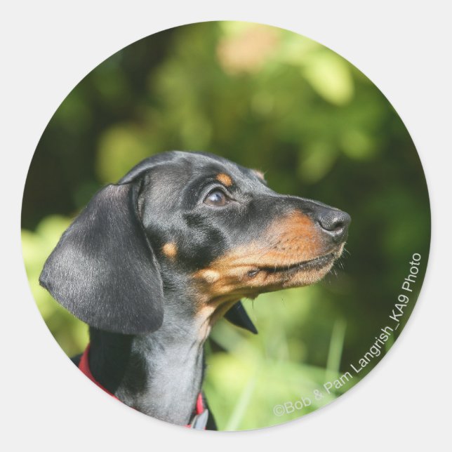 Sticker Rond Dachshund noir et tan Miniture 3 (Devant)