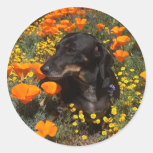 Sticker Rond Dachshund Puppy avec fleurs sauvages