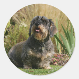 Sticker Rond Dachshund standard à poils de fil