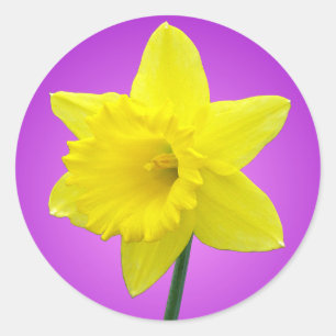 Sticker Rond Daffodile gallois - III