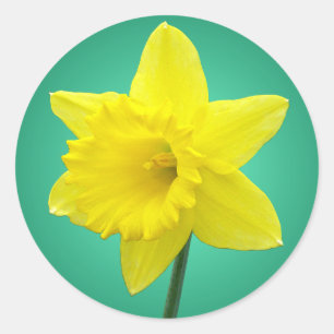 Sticker Rond Daffodile gallois - IV