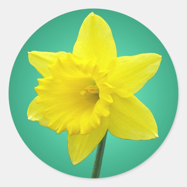 Sticker Rond Daffodile gallois - IV (Devant)
