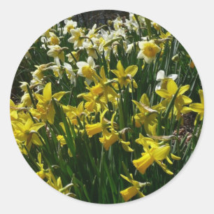 Sticker Rond Daffodiles jaunes et blancs Fleurs de printemps