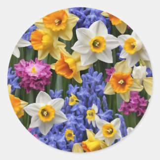 Sticker Rond Daffodiles printanières Joli Floral