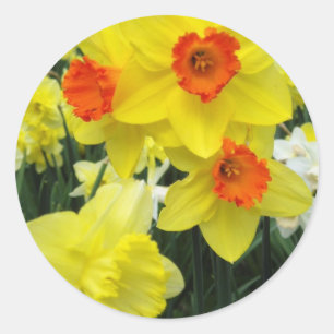 Sticker Rond Daffodiques de printemps