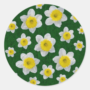 Sticker Rond Daffodiques de printemps