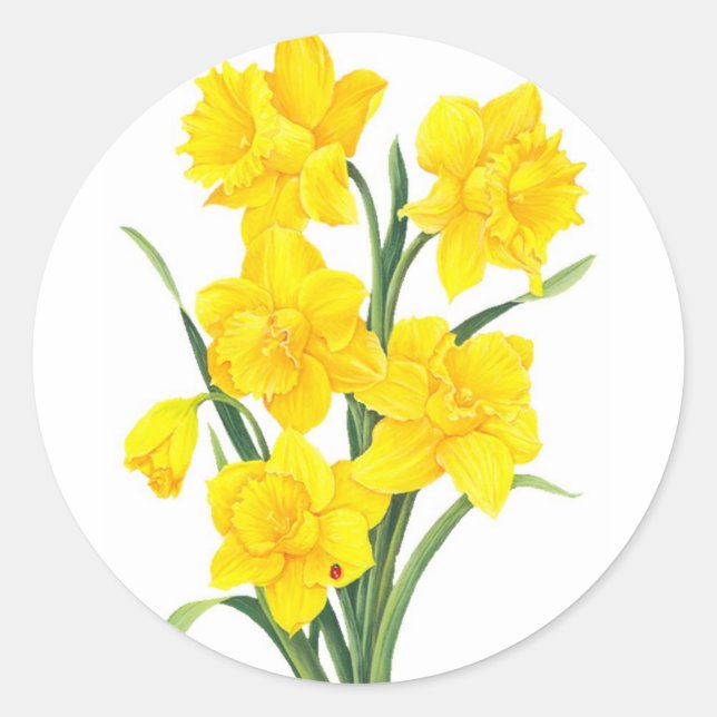 Sticker Rond Daffodiques jaunes (Devant)