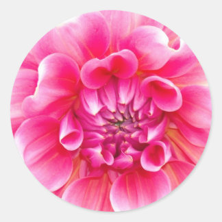 Sticker Rond Dahlia rose