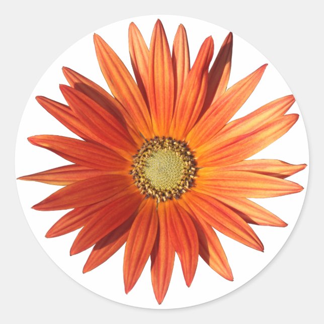 Sticker Rond Daisy africain (Devant)