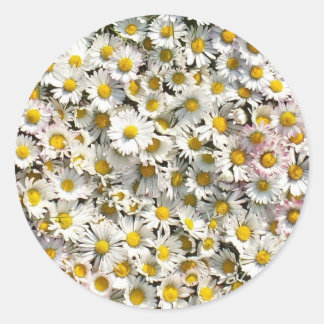 Sticker Rond Daisy Daisy
