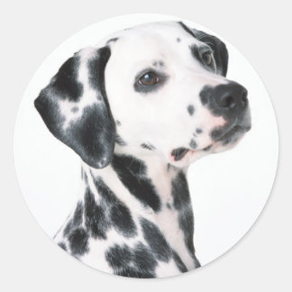 Sticker Rond Dalmatien