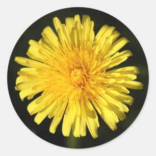 Sticker Rond Dandelion