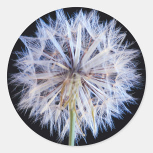 Sticker Rond Dandelion (Taraxacum Officinale)