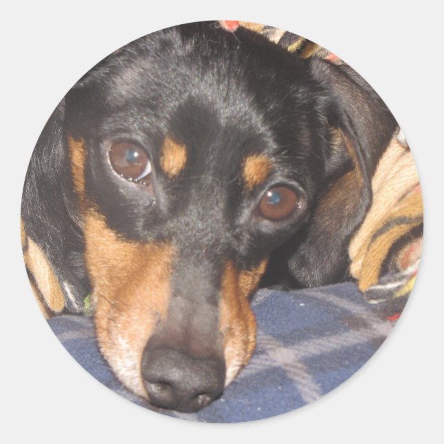 Sticker Rond Daschund Weener Dog visage (Devant)