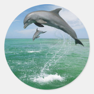 Sticker Rond Dauphin dans la nature sauter et jouer