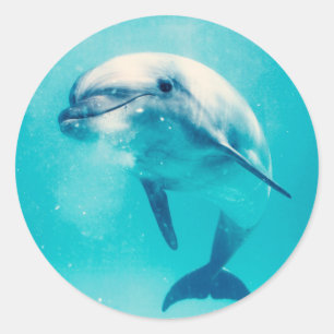 Sticker Rond Dauphin de Bottlenosed sous-marin