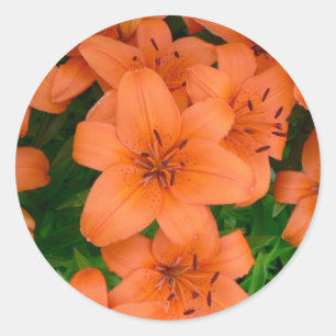 Sticker Rond Daylilies oranges