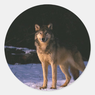 Sticker Rond de beaux animaux sauvages