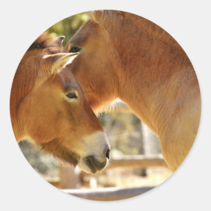 Sticker Rond De beaux chevaux