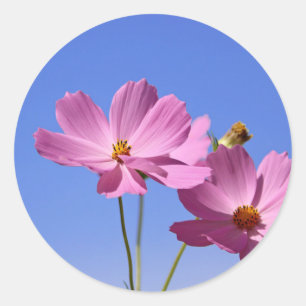 Sticker Rond de belles fleurs roses serrant un ciel bleu clair