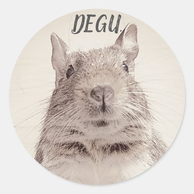 STICKER ROND ♧ DEGU ♧ (Devant)