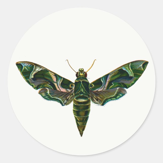 Sticker Rond Deilephila Nerii - Porte - clé d'Oleander Hawk-Mot (Devant)