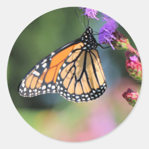 Sticker Rond Déjeuner monarque